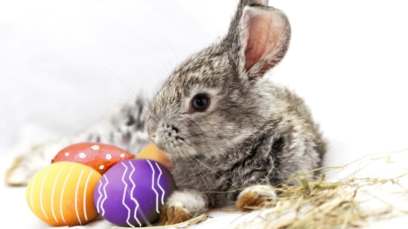 ph lapin pour affiche pâques